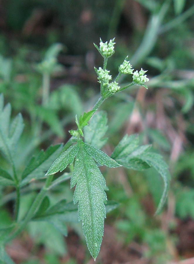 Image of Torilis arvensis specimen.