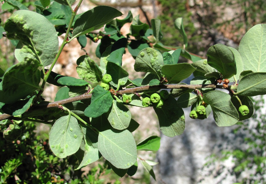 Image of Cotoneaster melanocarpus specimen.