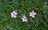 genus Dianthus. Побеги с цветками. Германия, г. Krefeld, Ботанический сад. 08.06.2013.