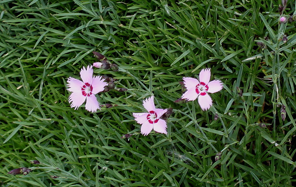 Image of genus Dianthus specimen.