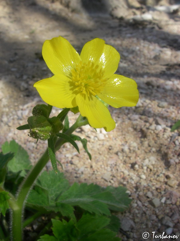 Image of genus Ranunculus specimen.