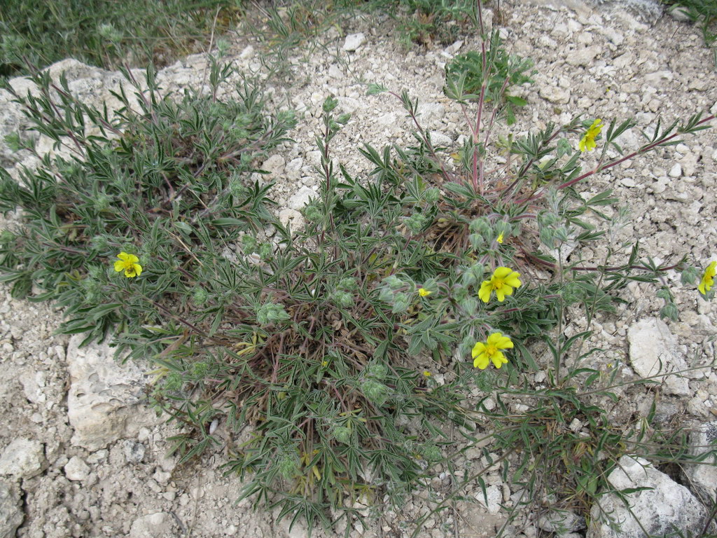 Image of Potentilla taurica specimen.