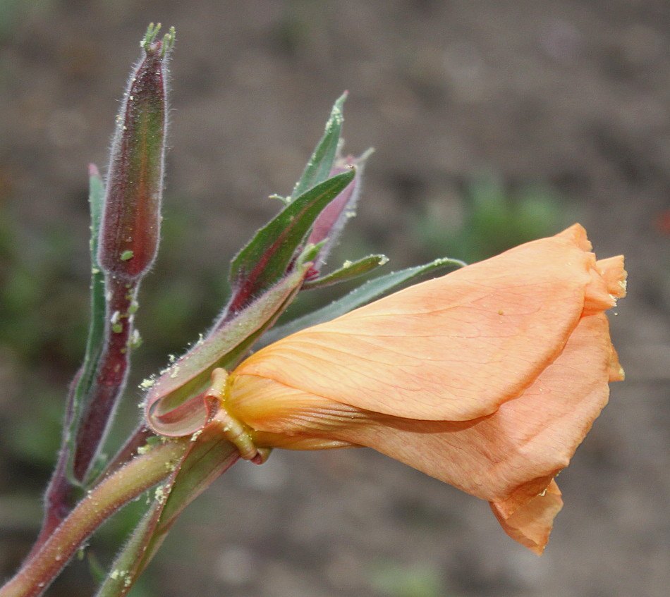 Изображение особи Oenothera argillicola.