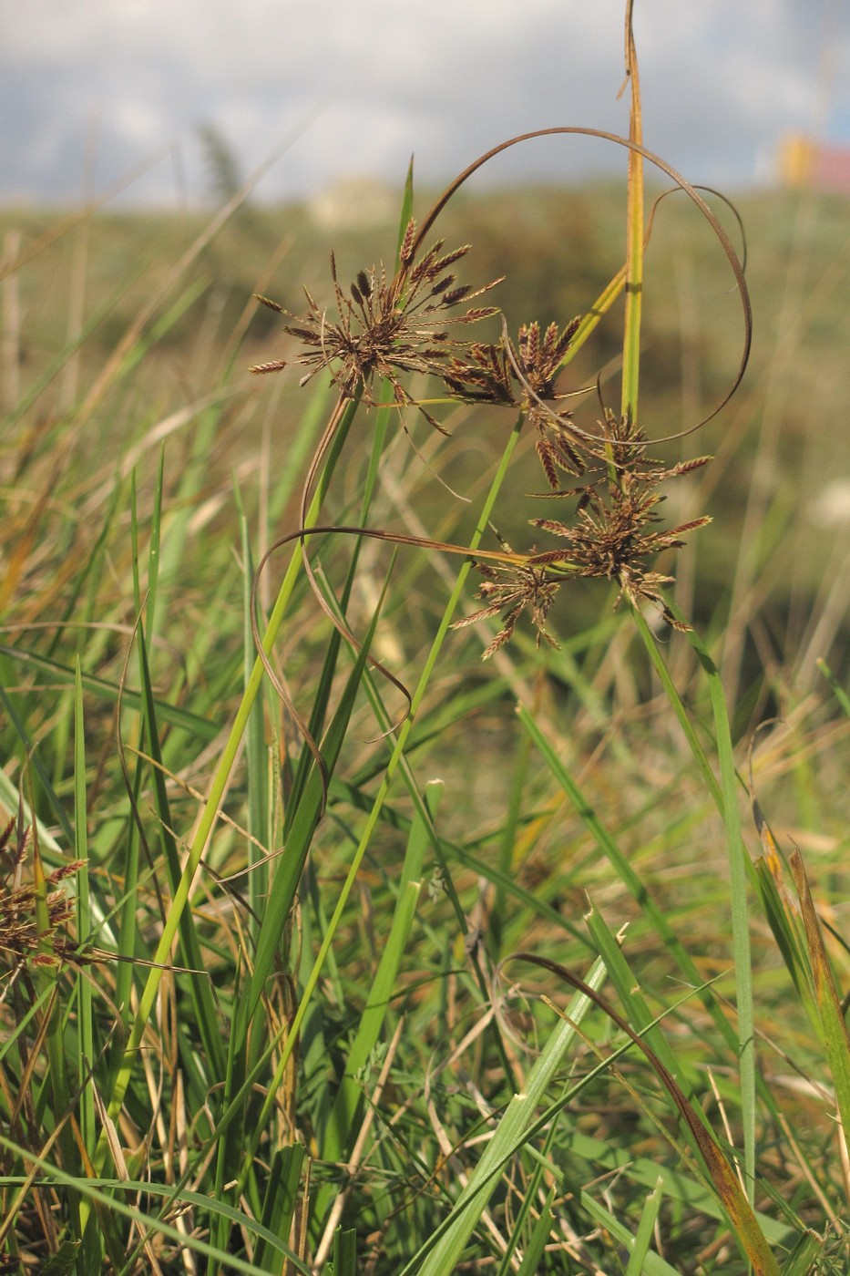 Изображение особи Cyperus glaber.