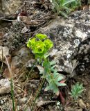 Euphorbia petrophila