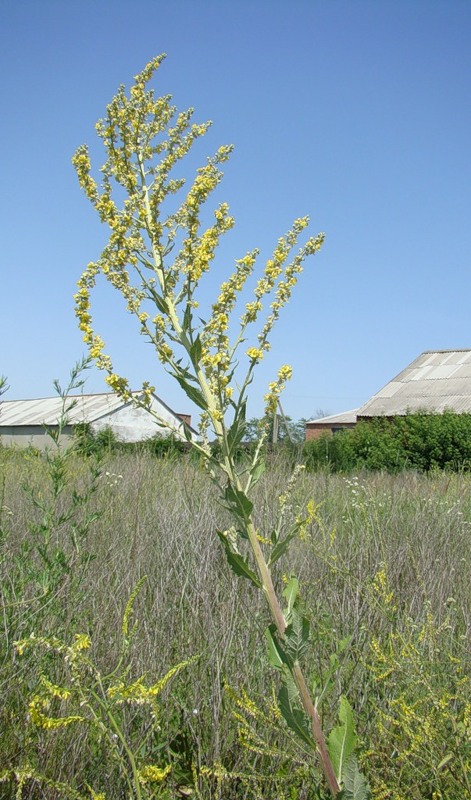 Image of Verbascum lychnitis specimen.