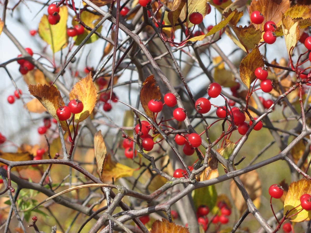 Изображение особи Crataegus crus-galli.