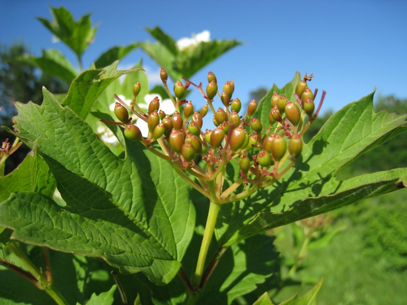 Изображение особи Viburnum opulus.