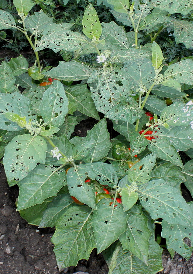 Изображение особи Solanum aethiopicum.