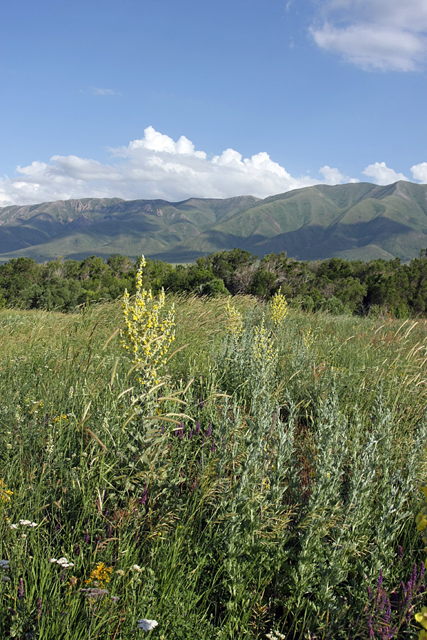 Image of Verbascum songaricum specimen.