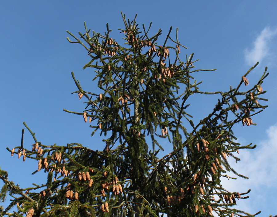 Image of Picea abies specimen.