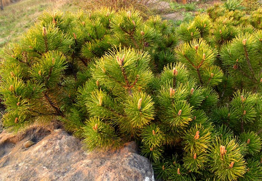 Изображение особи Pinus mugo.