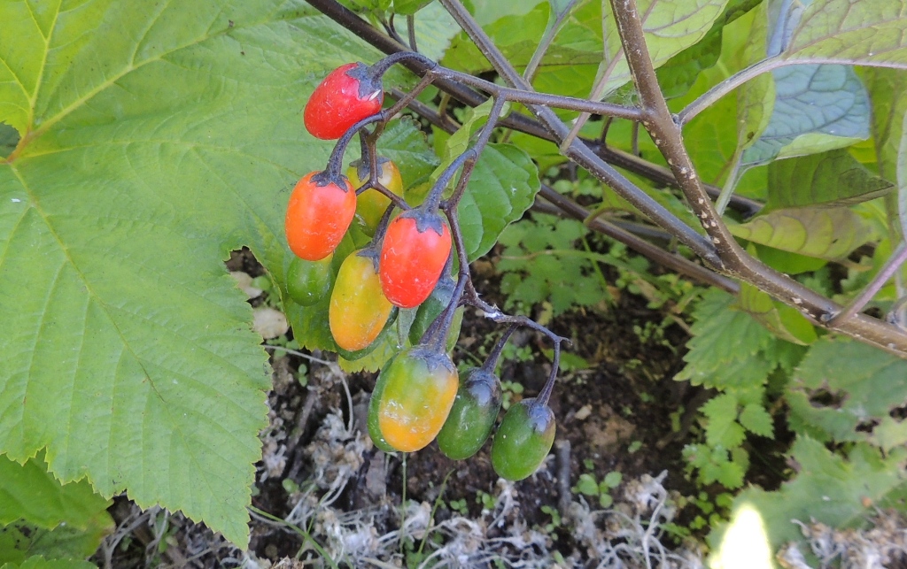 Image of Solanum kitagawae specimen.