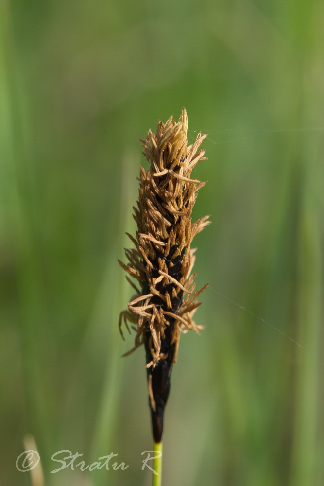 Image of Carex melanostachya specimen.