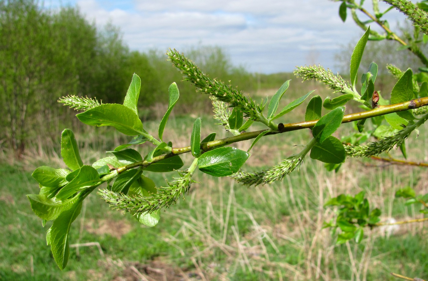 Image of Salix myrsinifolia specimen.