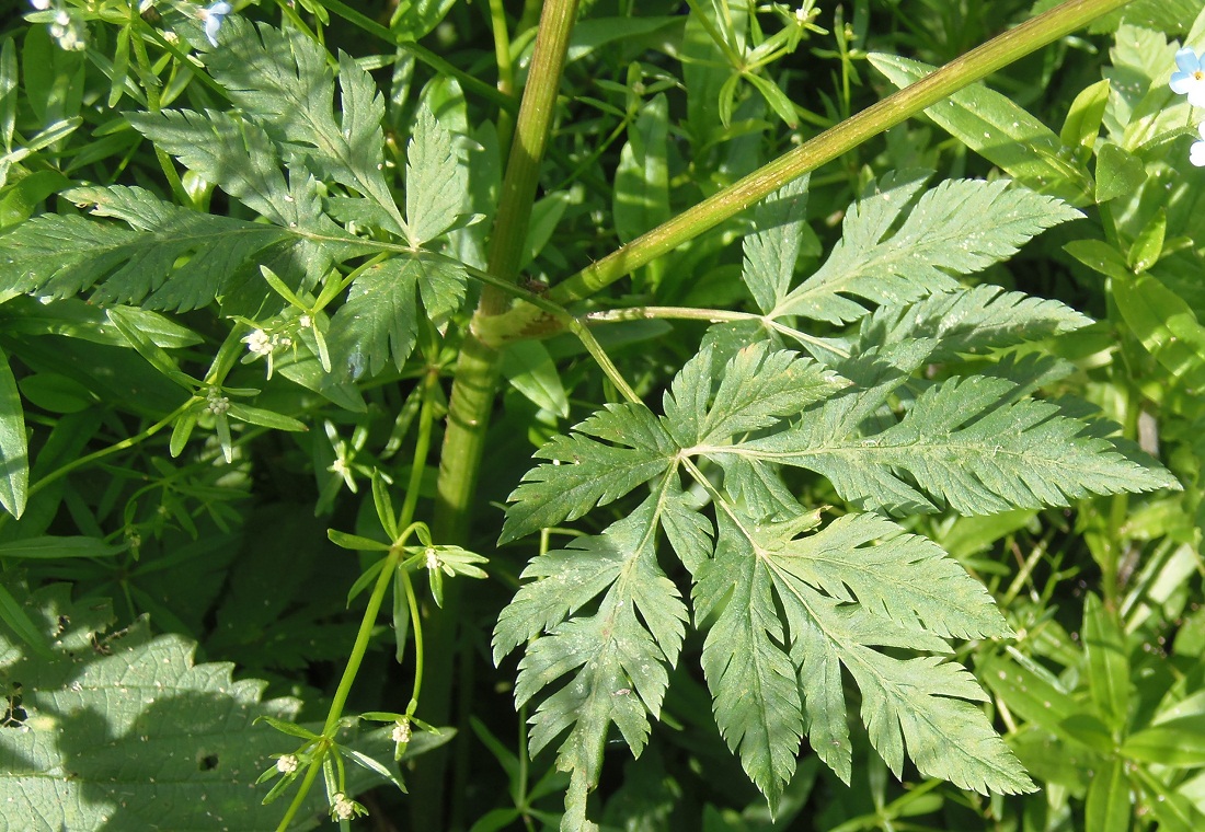 Image of familia Apiaceae specimen.