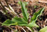 Arum italicum. Лист. Греция, п-ов Пелопоннес, окр. г. Катаколо. 30.04.2014.