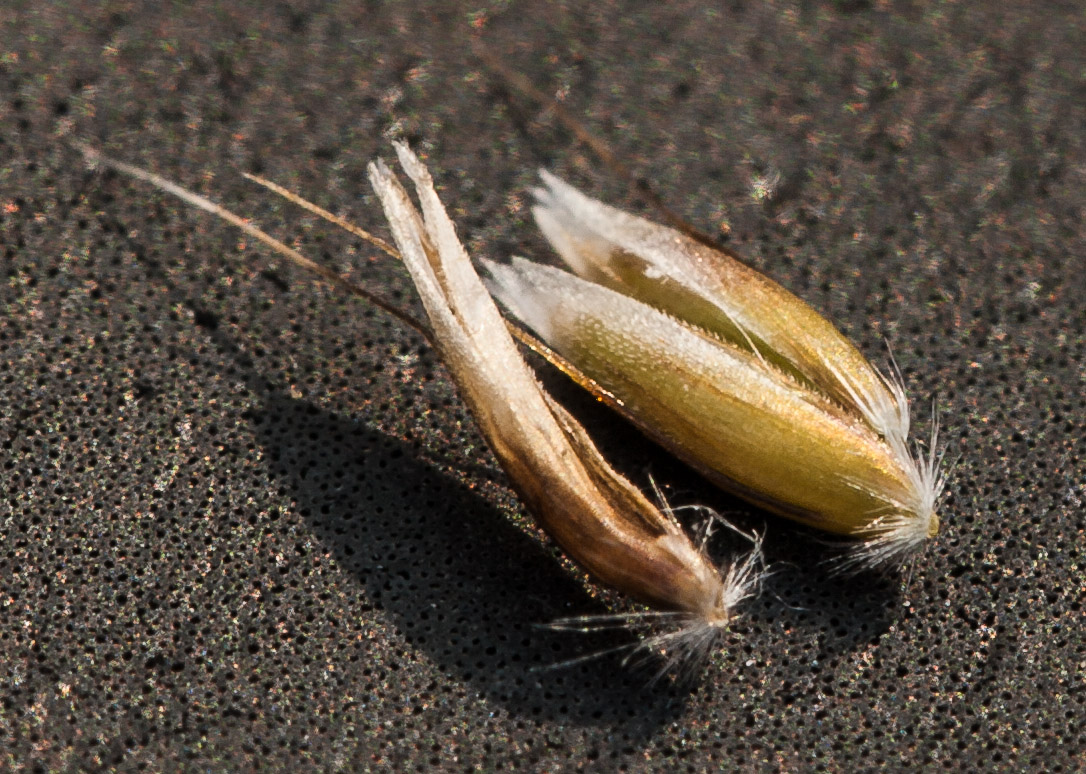 Image of Avenella flexuosa specimen.