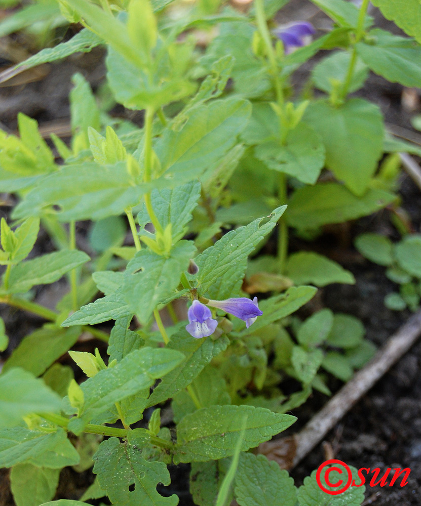 Image of Scutellaria galericulata specimen.