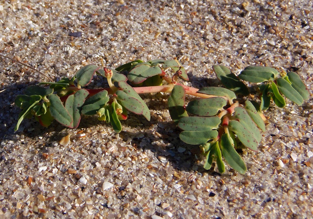 Изображение особи Euphorbia peplis.