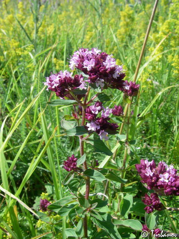 Image of Origanum vulgare specimen.