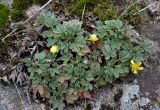 Potentilla incana