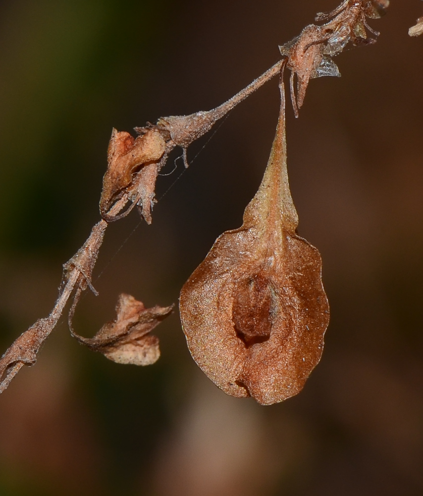 Image of Fallopia baldschuanica specimen.