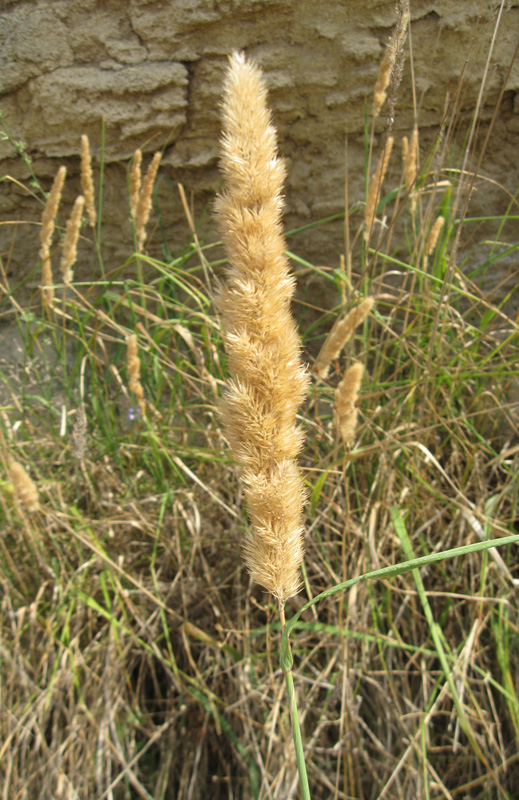 Image of Calamagrostis glomerata specimen.