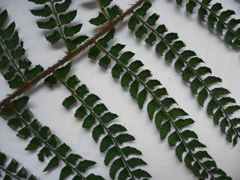 Image of Polystichum setiferum specimen.