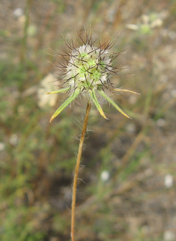 Image of Lomelosia argentea specimen.