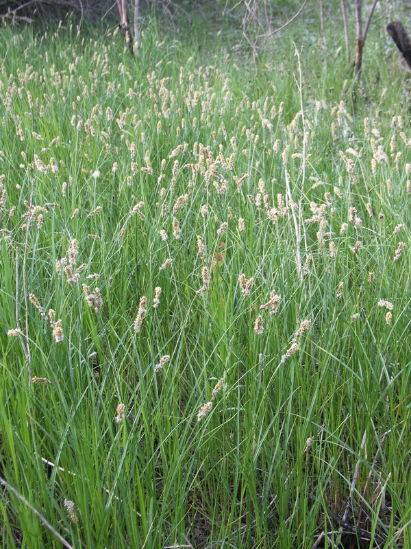 Image of Carex disticha specimen.