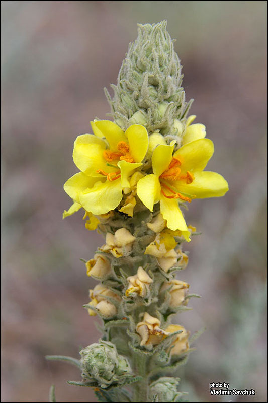 Изображение особи Verbascum ovalifolium.