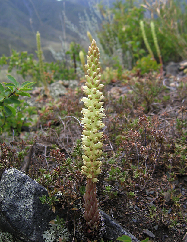 Image of Orostachys spinosa specimen.