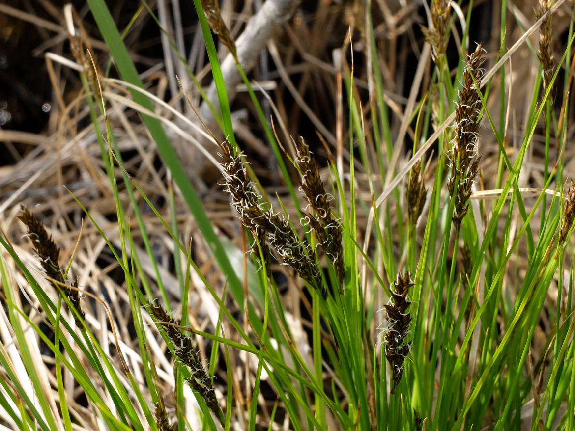 Изображение особи Carex appropinquata.