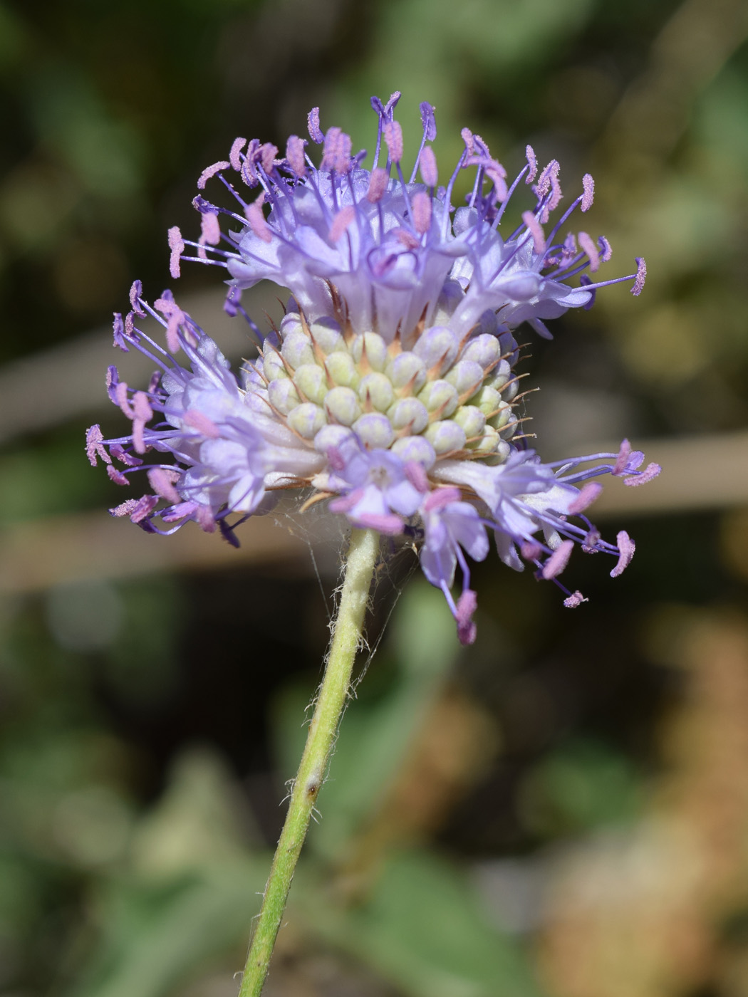 Image of Dipsacus dipsacoides specimen.