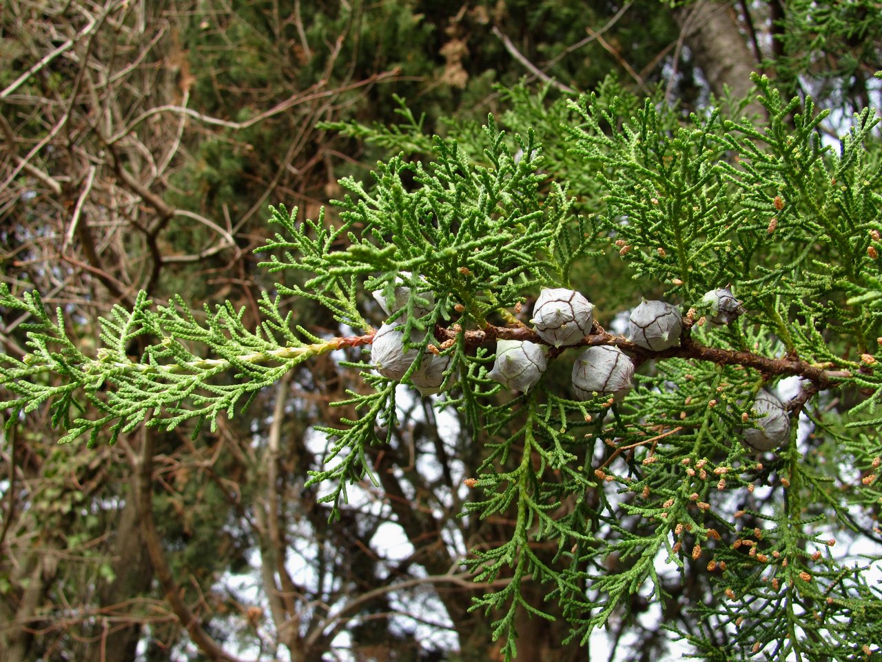 Image of genus Cupressus specimen.