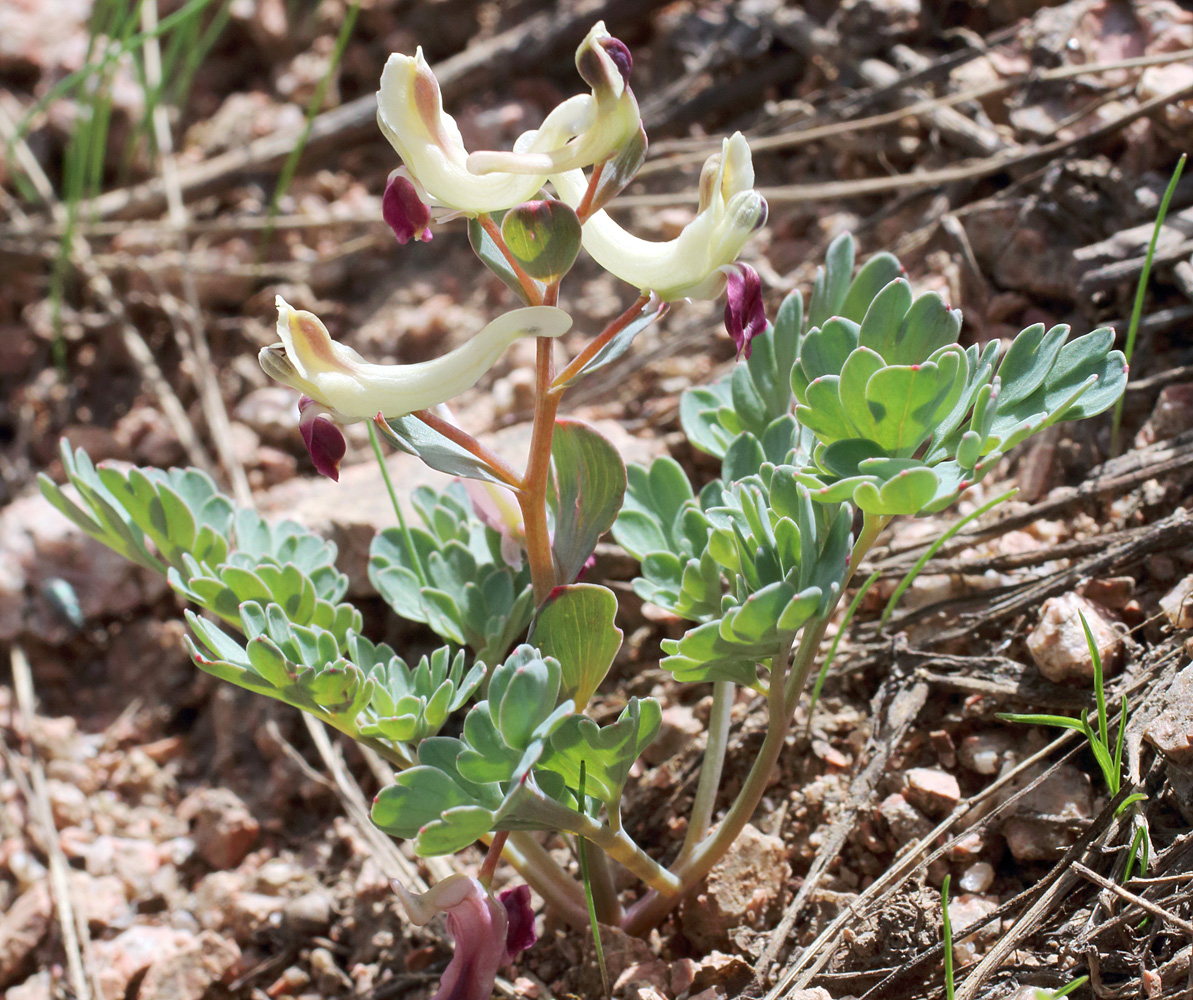 Image of Corydalis darwasica specimen.