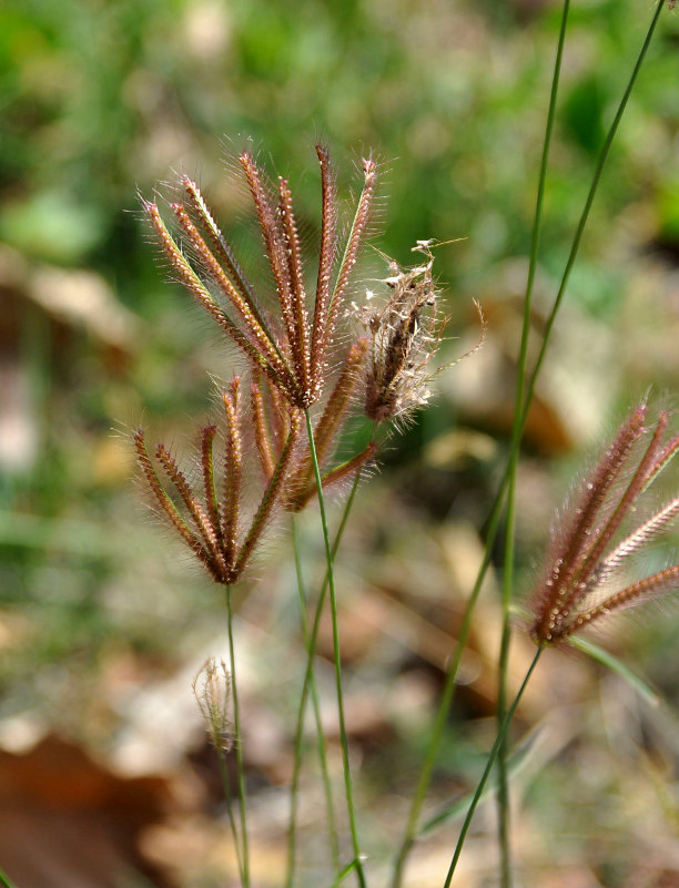 Image of Chloris barbata specimen.