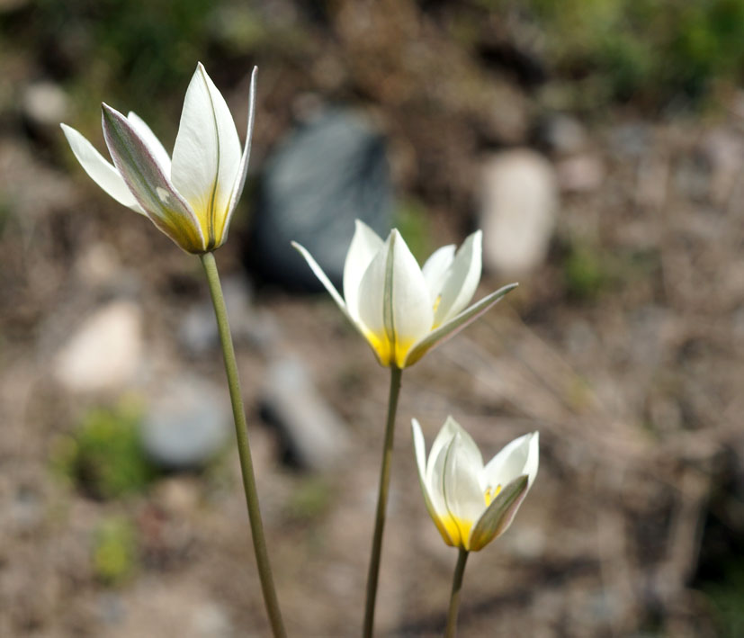 Image of Tulipa binutans specimen.