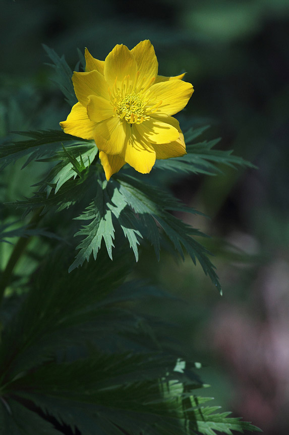 Image of genus Trollius specimen.