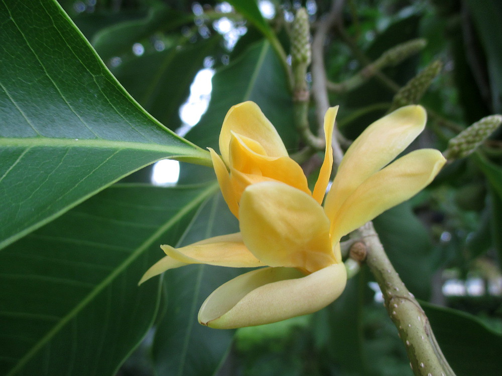 Image of Michelia champaca specimen.