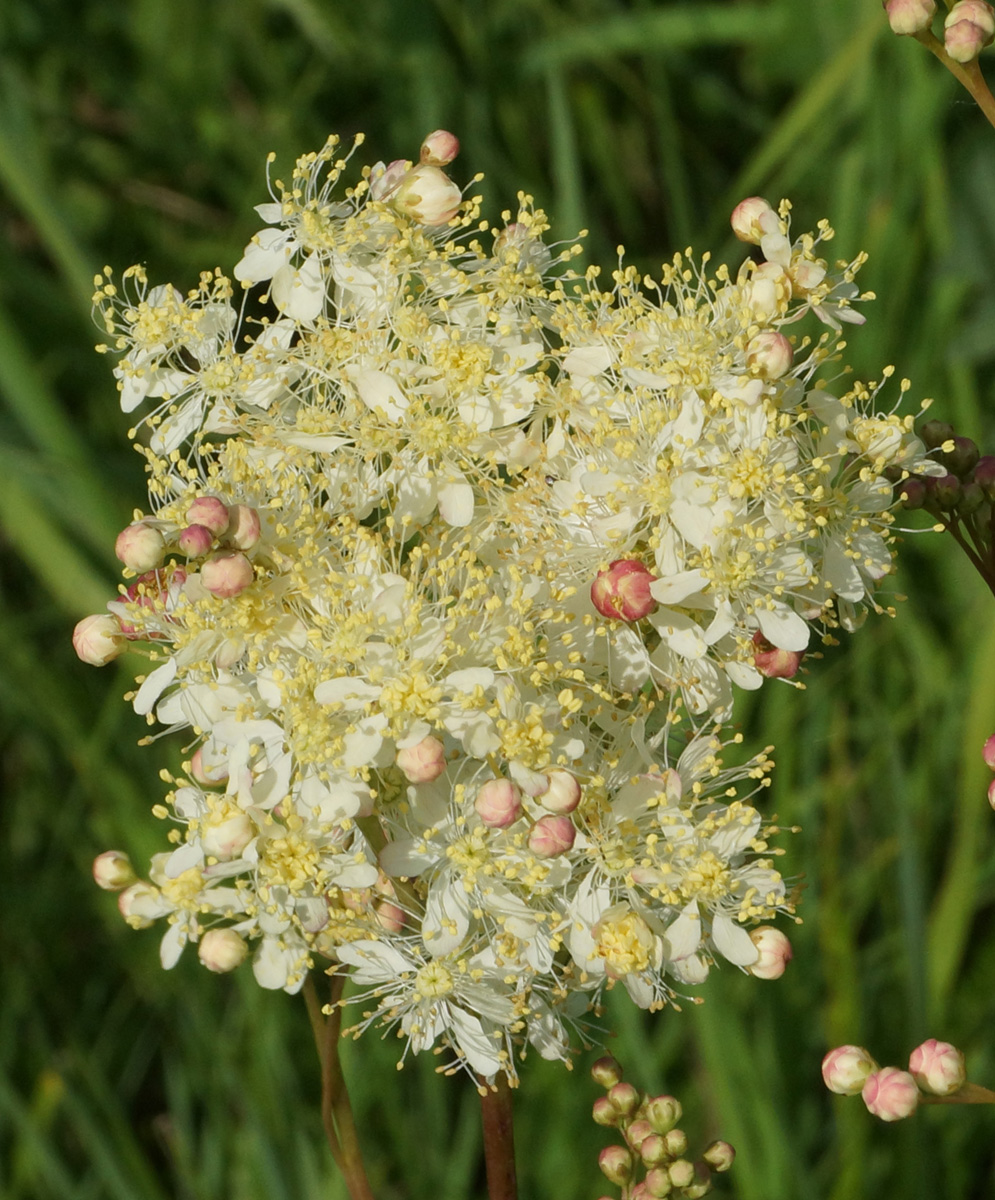 Изображение особи Filipendula vulgaris.