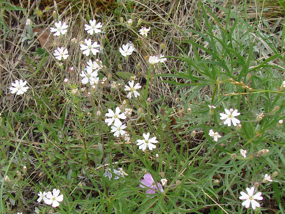 Изображение особи Lychnis sibirica.