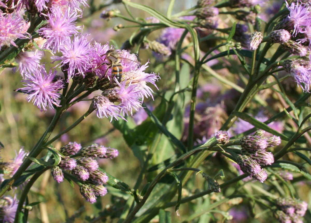 Изображение особи Saussurea amara.