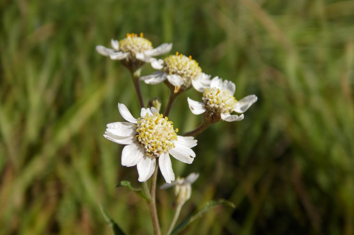 Изображение особи Achillea ptarmica.