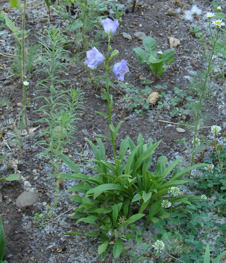 Image of Campanula persicifolia specimen.