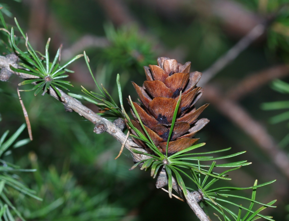 Image of Larix olgensis specimen.