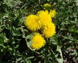 genus Taraxacum. Цветущее растение. Ленинградская обл., г. Волхов, правый берег, за Торфопоселком в р-не южного ж. д. моста. 06.05.2010.