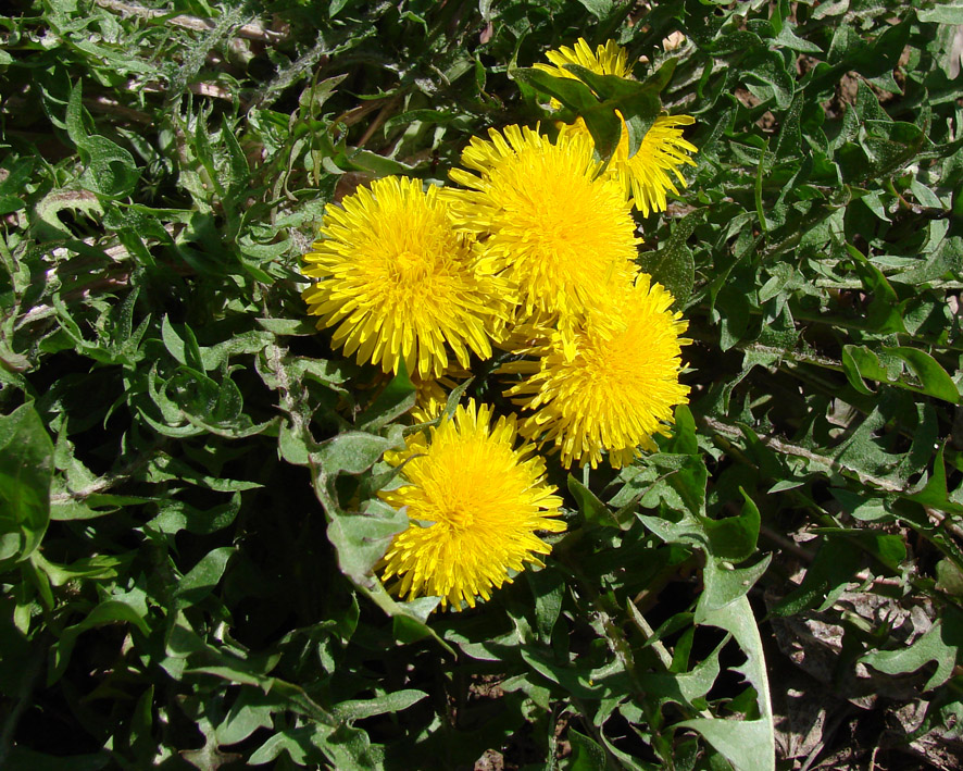 Image of genus Taraxacum specimen.