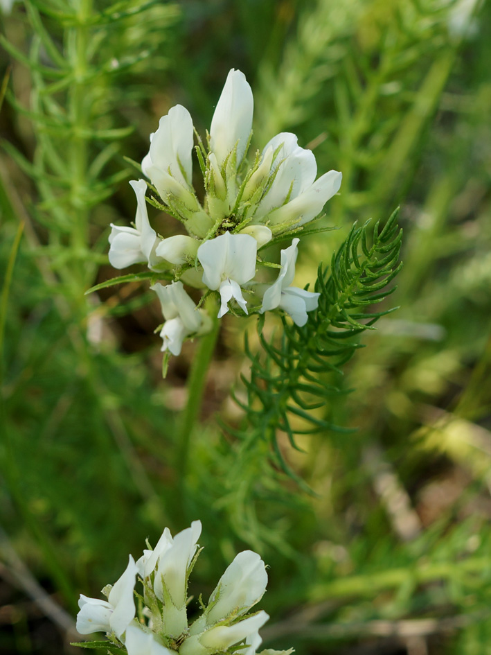 Image of Oxytropis muricata specimen.